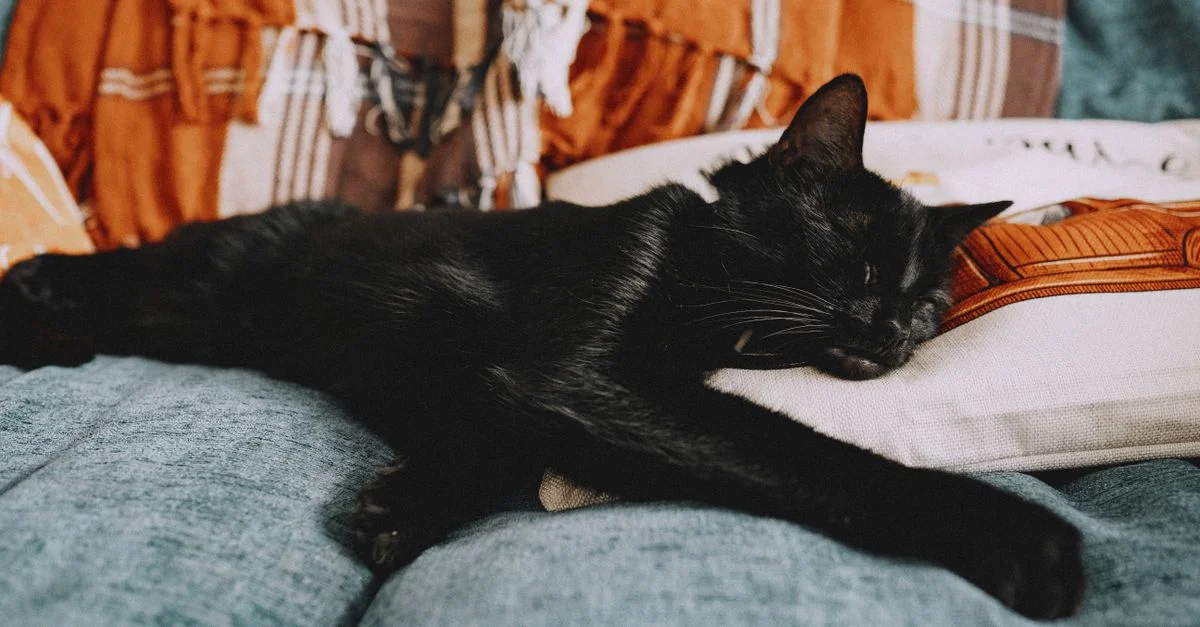 Un mignon chat noir étendu sur un canapé avec une décoration sur le thème de l'automne, profitant d'une sieste confortable.